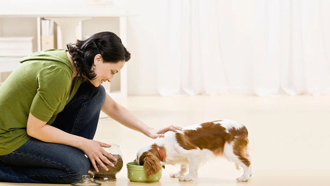 How to Feed Your Dog Purina New Zealand